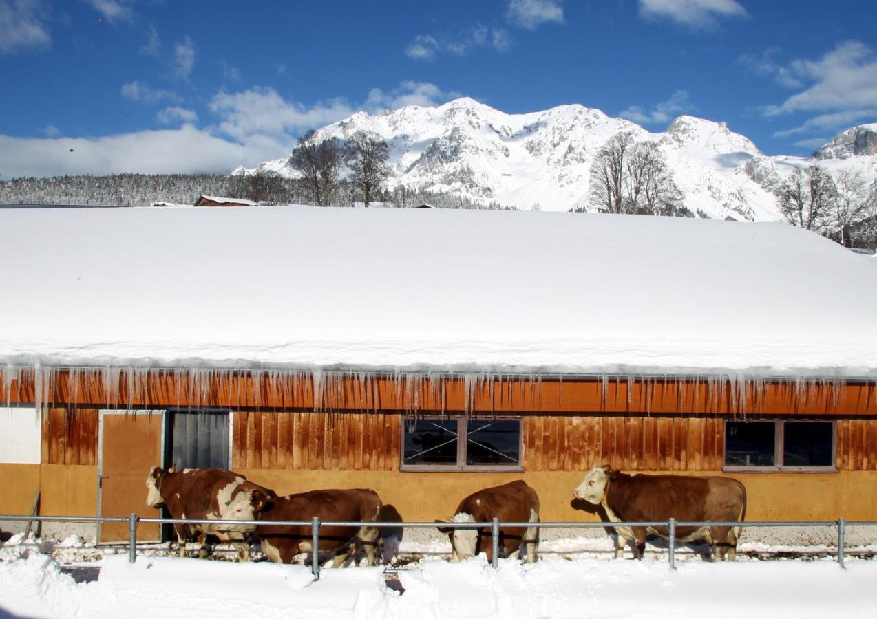 Biobauernhof Brandlhof Διαμέρισμα Ramsau am Dachstein Εξωτερικό φωτογραφία