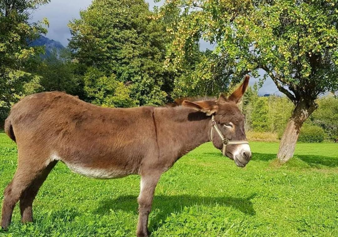 Biobauernhof Brandlhof Διαμέρισμα Ramsau am Dachstein Εξωτερικό φωτογραφία